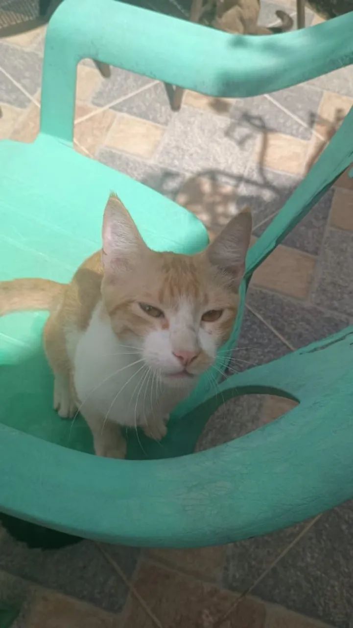 Gatinho - Foto 3