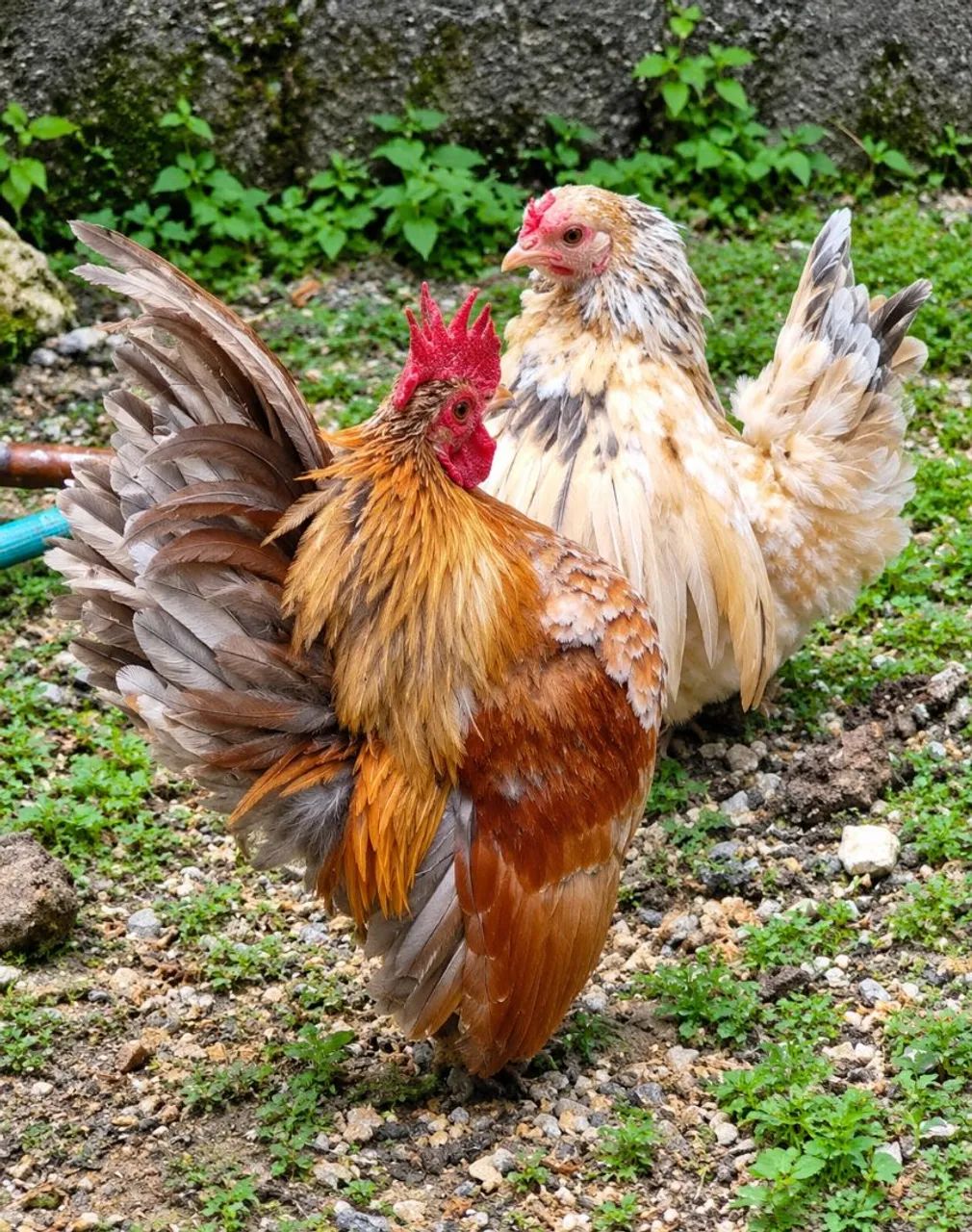 Galos 