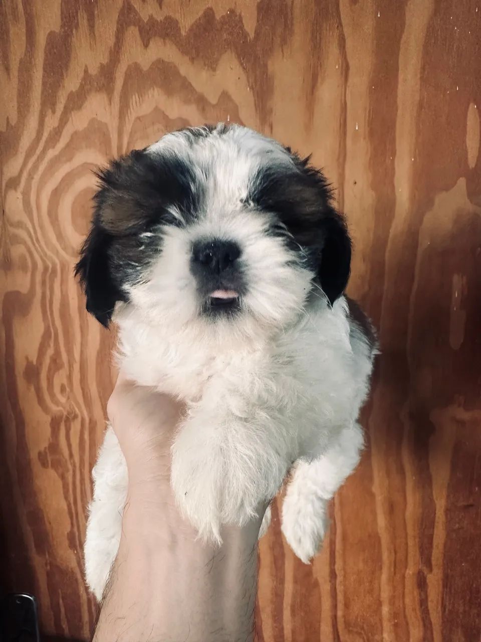 Cachorro  - Foto 3