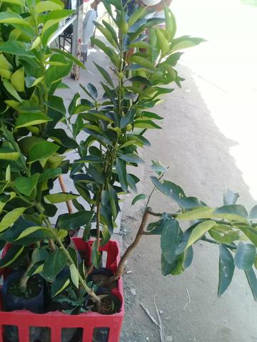 Mudas enxertadas/coqueiro anão - Foto 2