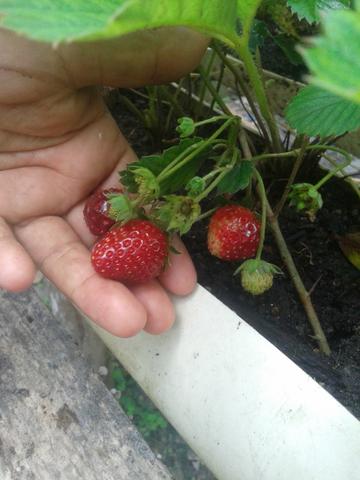 Mudas de morango - Foto 5