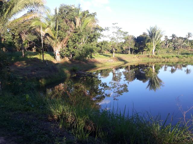 Vendo excelente chácara as margens da ma 216** 30 hectares em Penalva ma - Foto 8