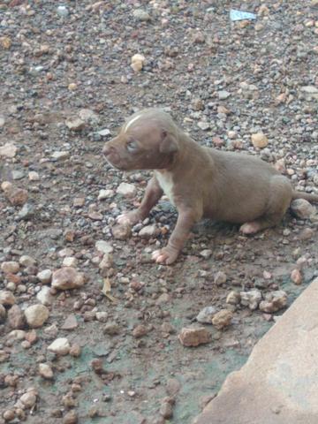 Filhotes PitBull com American Bully - Foto 4