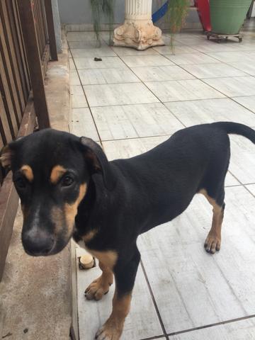 Cachorrinhos - Foto 4