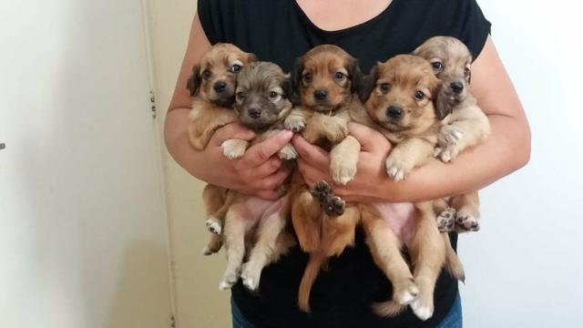 CUIDA!!! filhotes de poodle chocolate com maltês em promoção entrego
