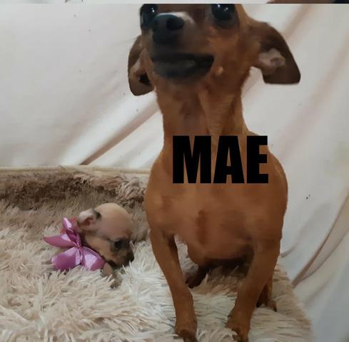 Pinscher zero pura 350 - Foto 6