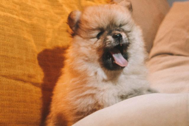 Lulu da Pomerânia/Spitz Alemão - Foto 3