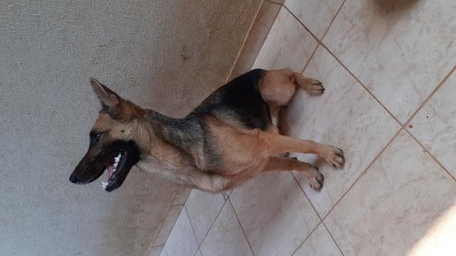 Cachorros