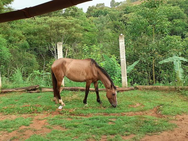 Égua mangalarga Machado - Foto 3