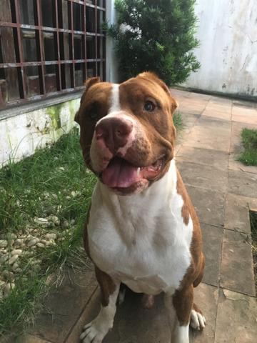 Macho disponível para cruzar - Foto 4