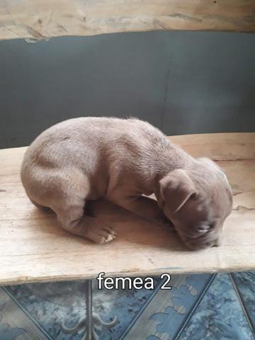 Pit bull puro - Foto 6