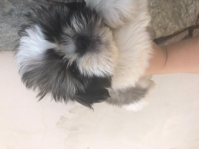 Cachorro