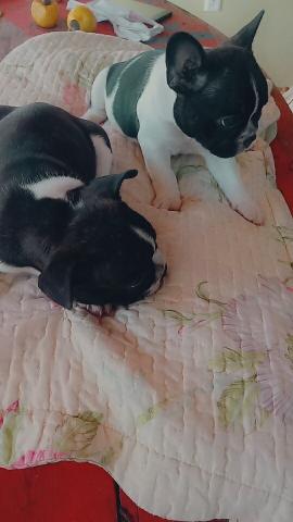 Bulldog Frances filhotes! - Foto 2