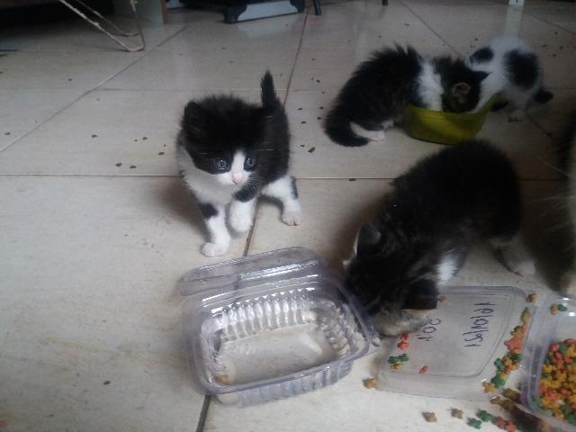 Gatos - Foto 2