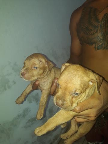 Linda filhote de pitbull olhem bem as fotos - Foto 4