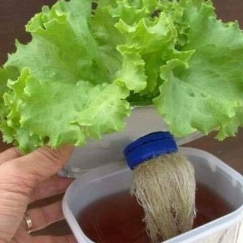 Jardinagem ferramentas- Aprenda a construir uma horta usando 1 m² do seu quintal - Foto 4