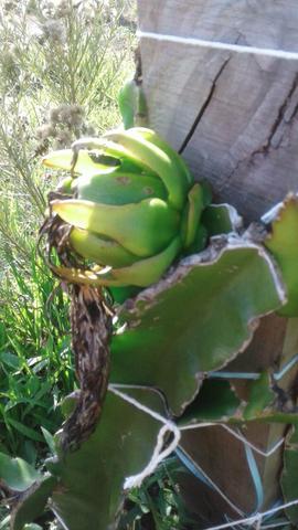 Pitaya
