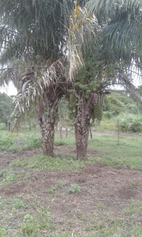 Vendo chácara no Valo Verde no município de Santo Antônio - Foto 6