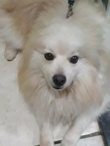 Spitz alemão