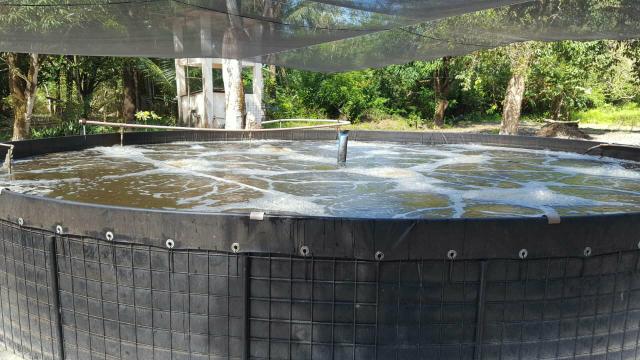 Tanque de peixes ou camarão - Foto 2