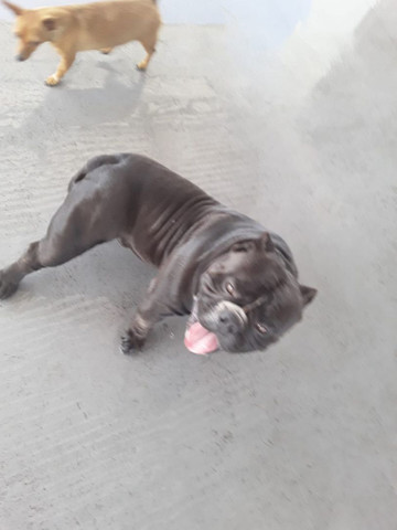 American bully - Foto 2