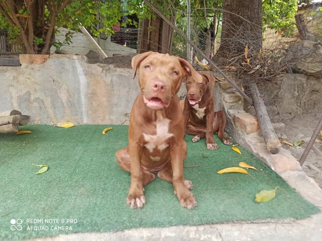 Filhote Pit Bull