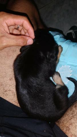 Adoção