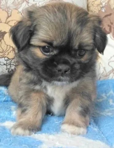 Vendo filhote de Lhasa com shitszu Macho