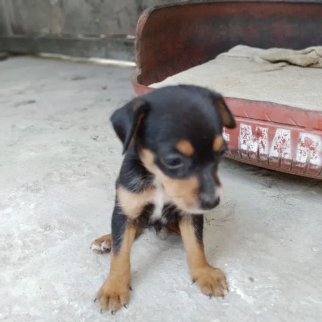Filhote de pinscher Cachorros e acessórios João Paulo II, João