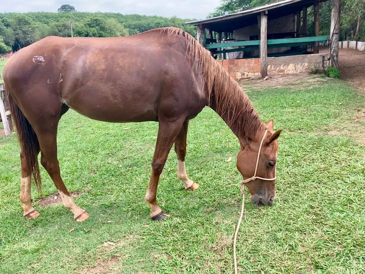Égua prenha  P.O - Foto 2