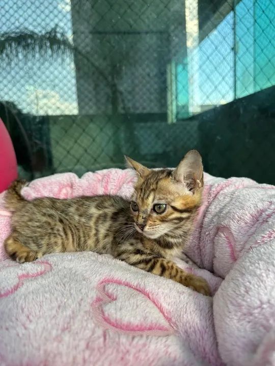 Gatinho Bengal Filhote  - Amigo Peludo! - Foto 3