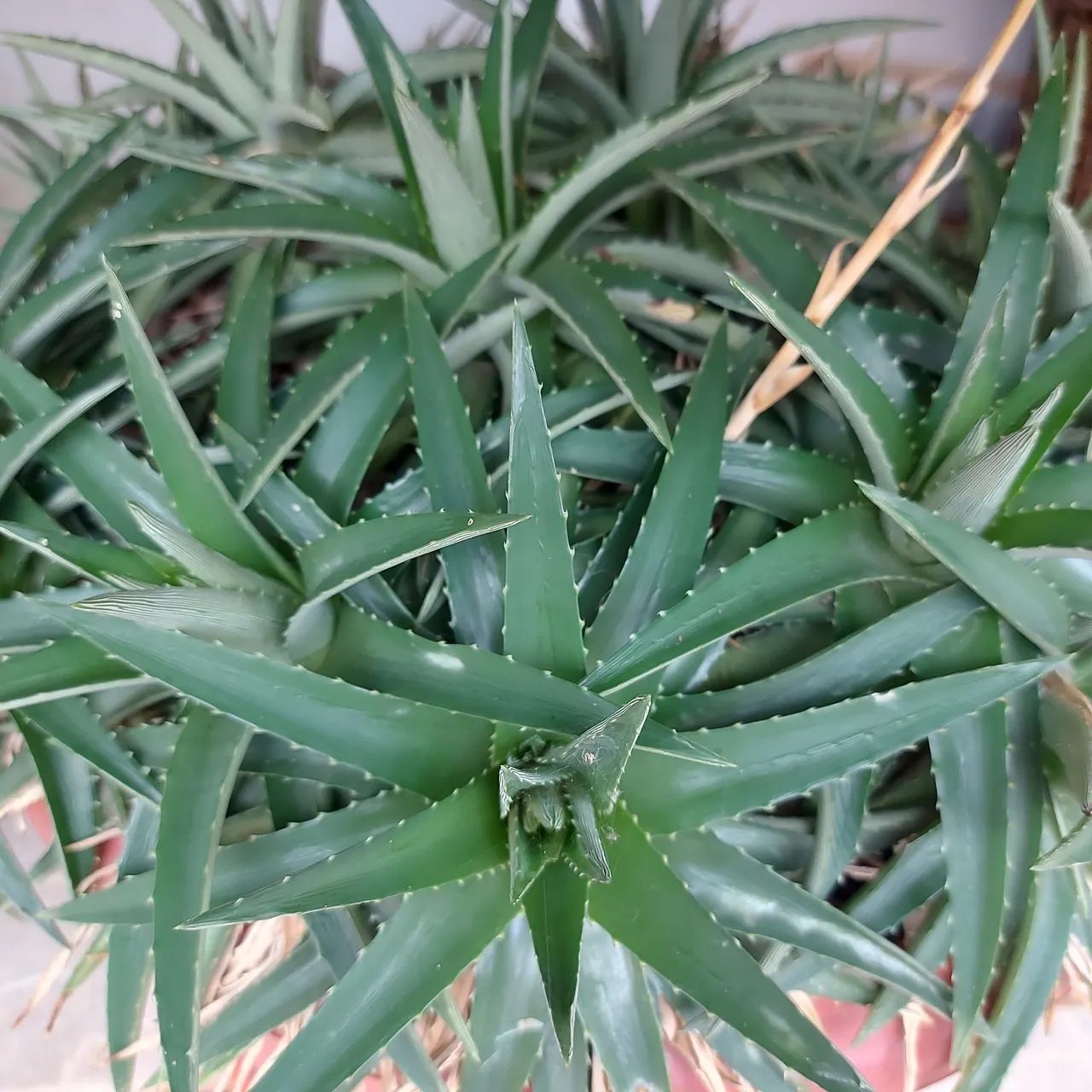 Dyckia brevifolia - Cacto - Suculenta - Foto 2