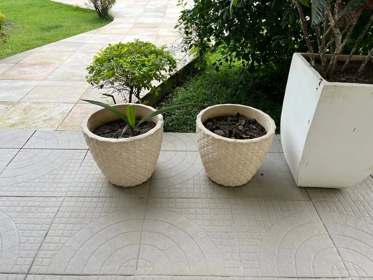Quatro vasos de planta em - Foto 3