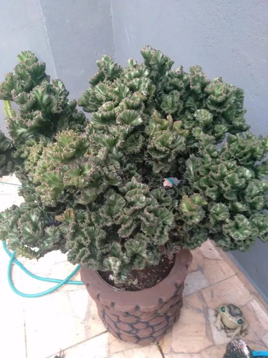 Cacto monstro cristata com 7anos no vaso - Foto 2