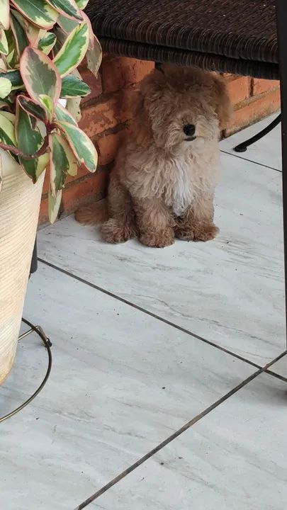 Filhote de Poodle fêmea - Foto 2