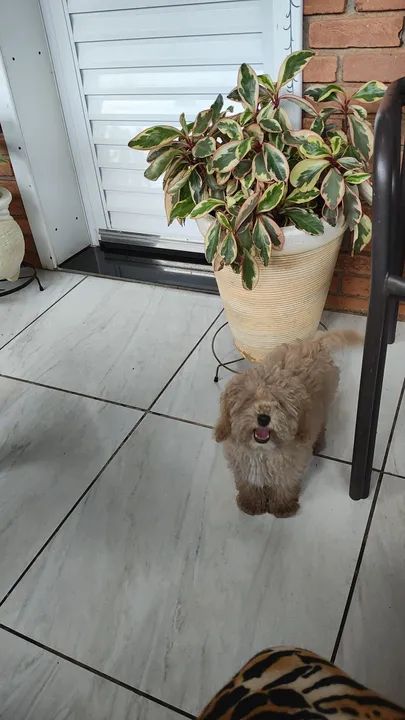 Filhote de Poodle fêmea