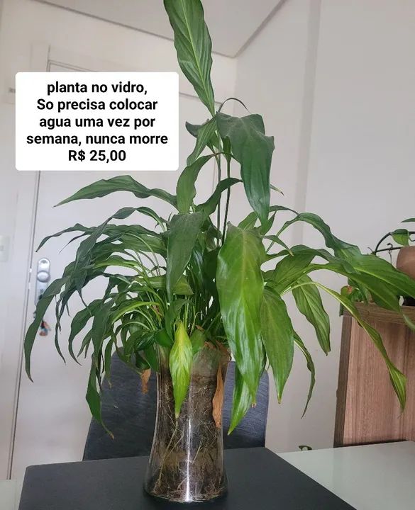 Valor das plantas na imagem - Foto 3