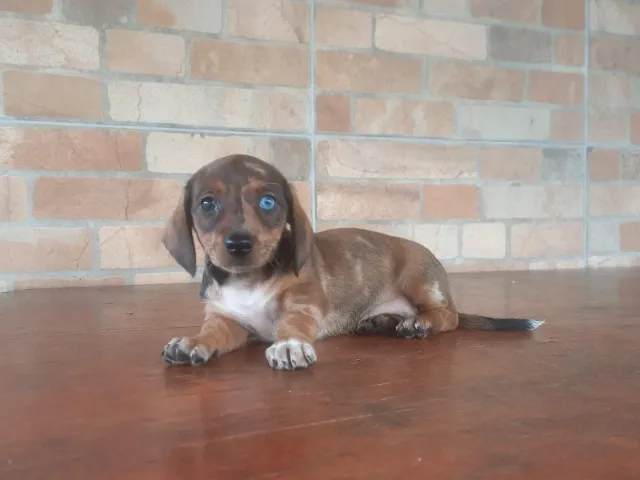 Filhotes de Dachshund disponíveis para venda