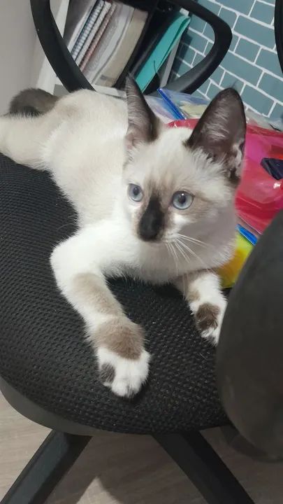 Fêmea disponível para adoção  - Foto 3