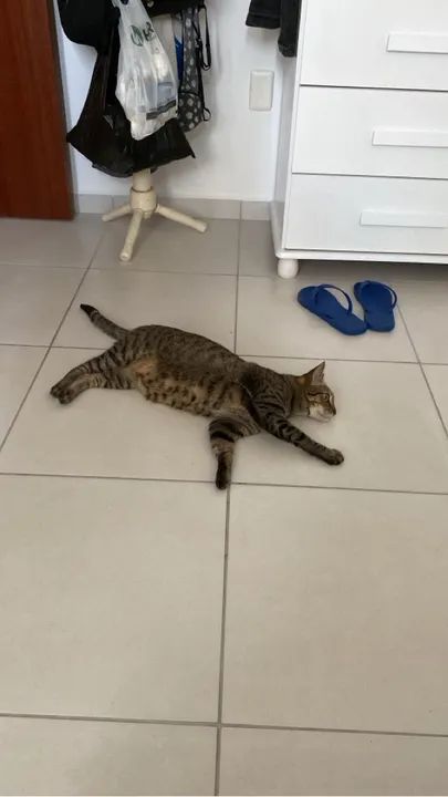  **Doação de Gatinho Tigrado - Macho, 4 Anos**  - Foto 2