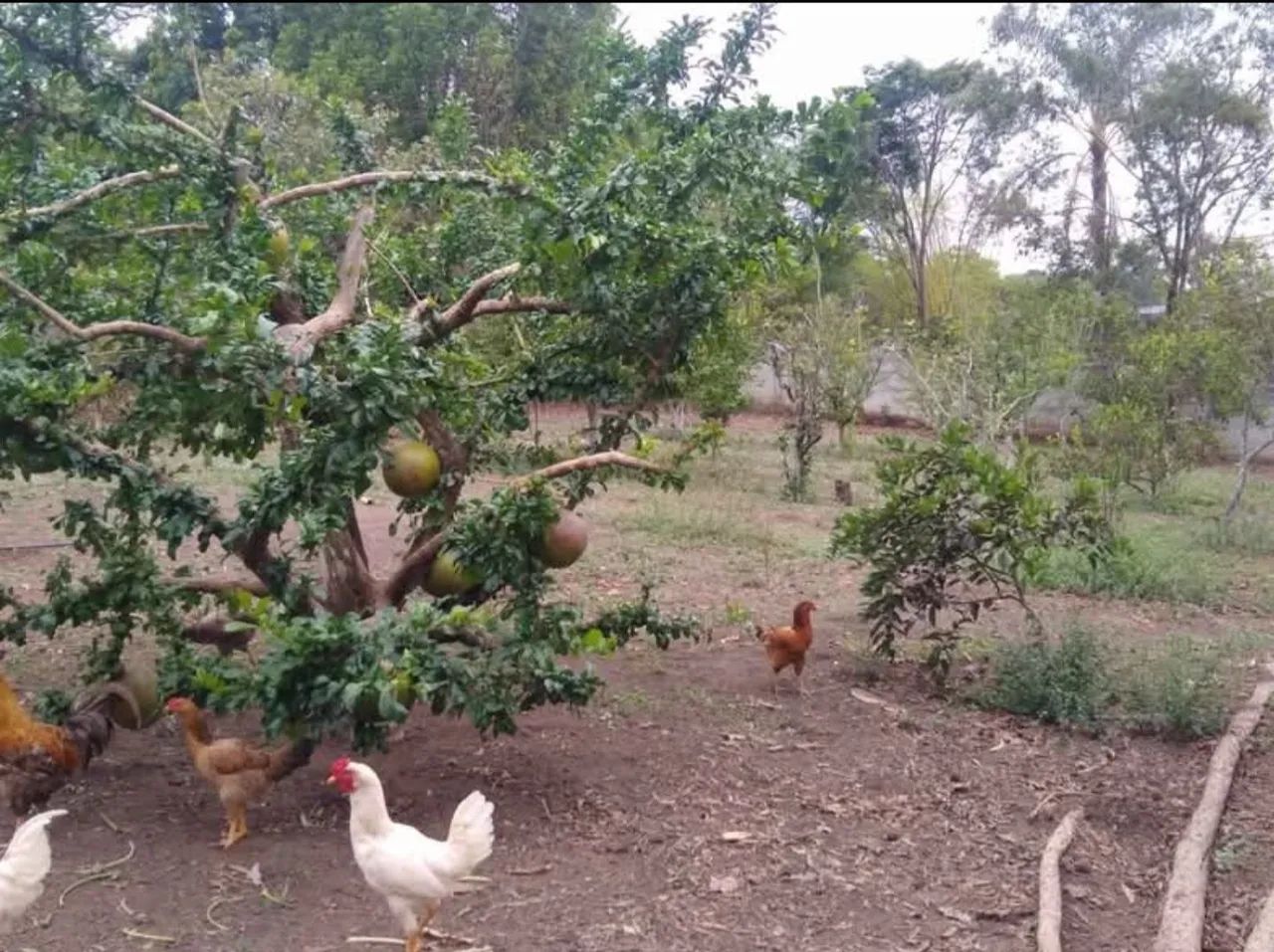 Chácara em Divinópolis/MG - Foto 5