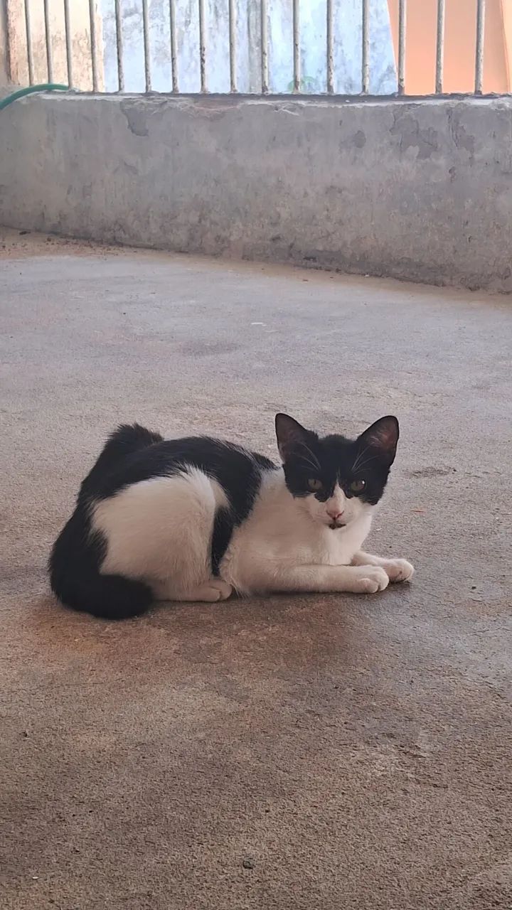 Gatinhos preto e branco - Foto 2
