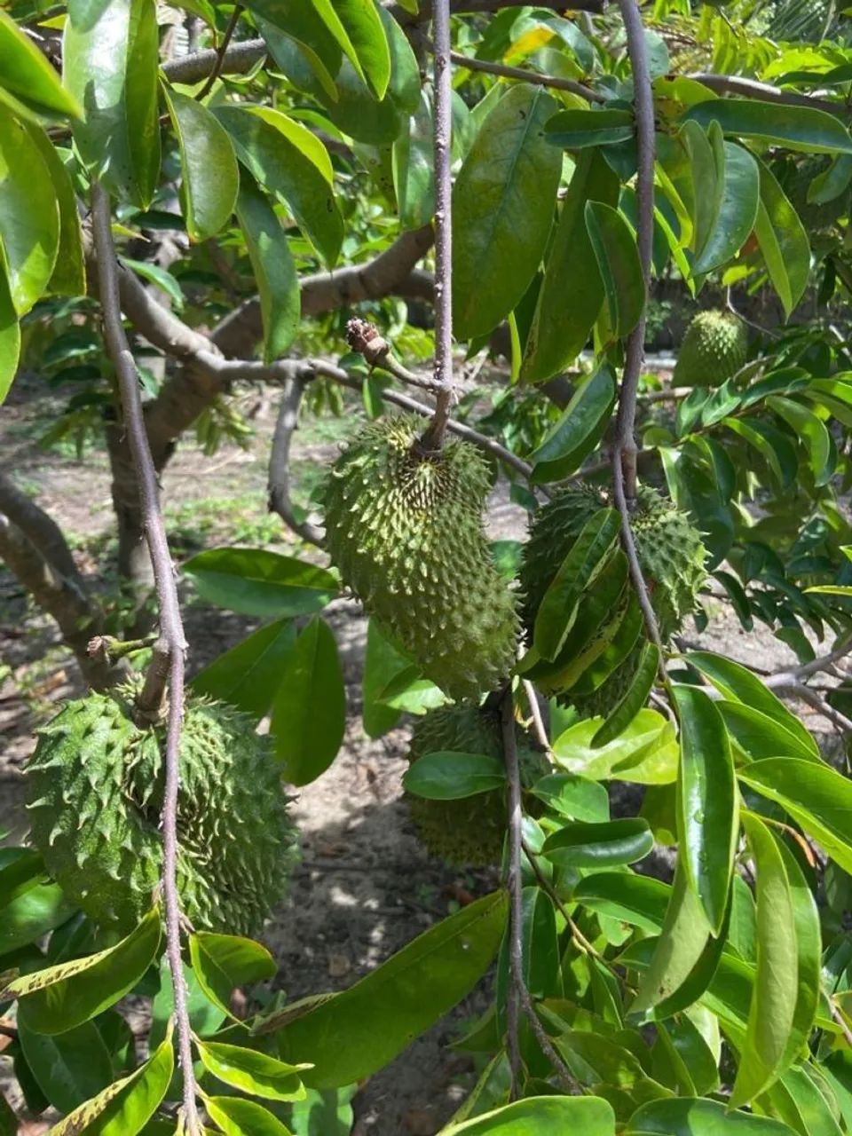 Frutifera Mudas de Graviola Enxertada P/vasos