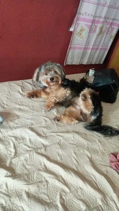 Yorkshire procurando namorada - Foto 6