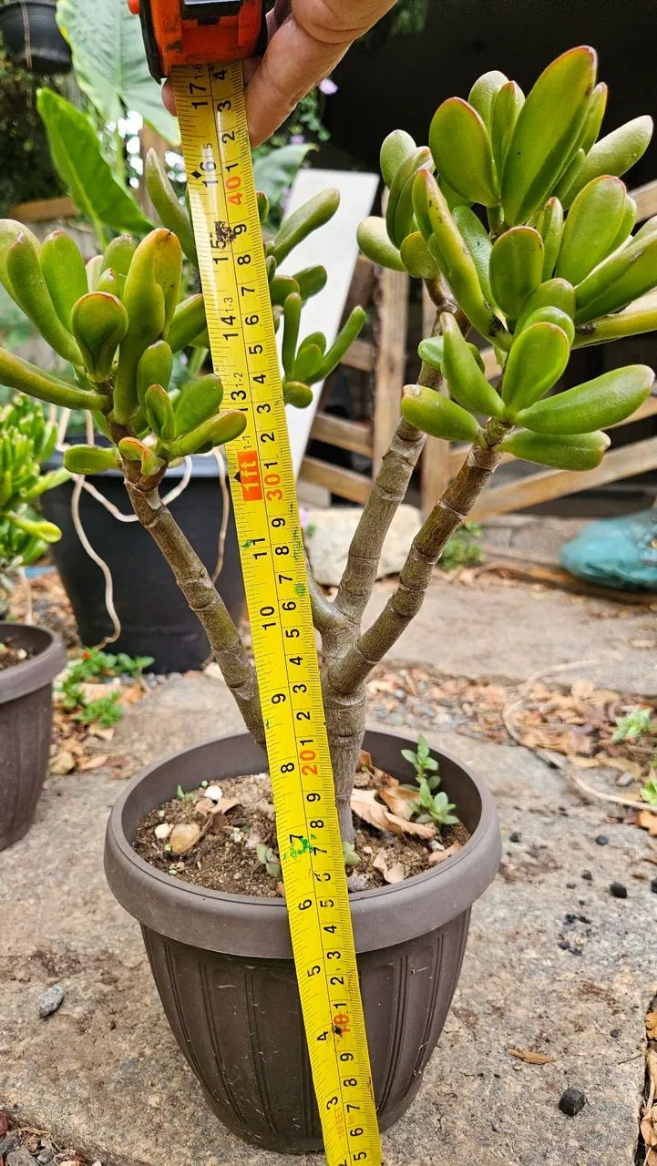 Suculentas raras - Foto 5