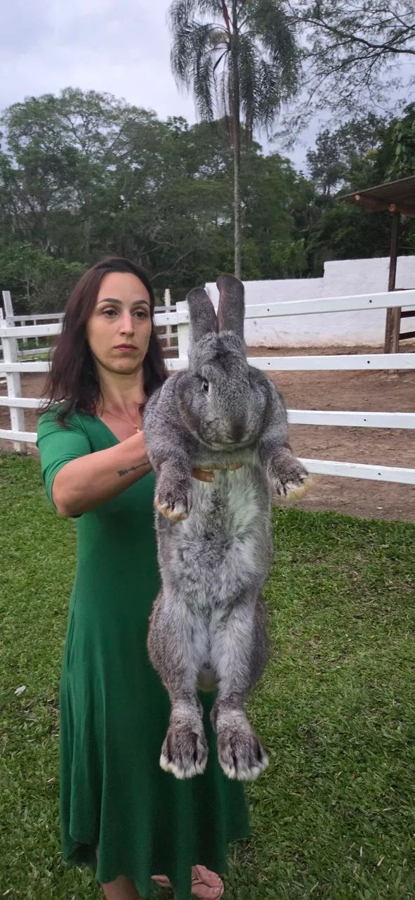 Criaçao completa Coelho gigante de flandres - Foto 2
