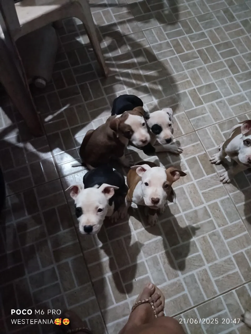 Filhotes de Pitbull disponíveis para venda