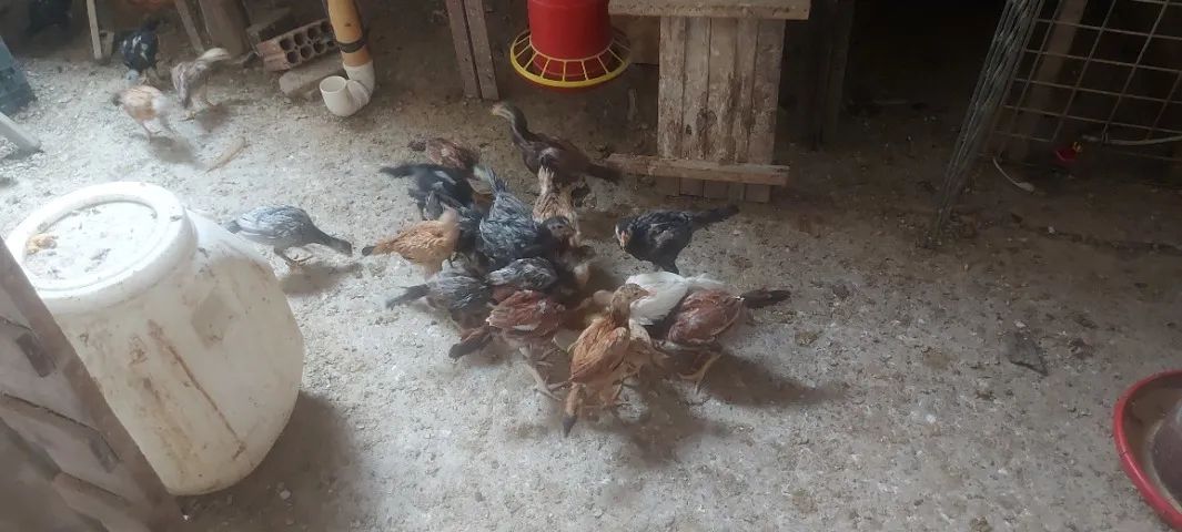 Pintinhos64650879047810121