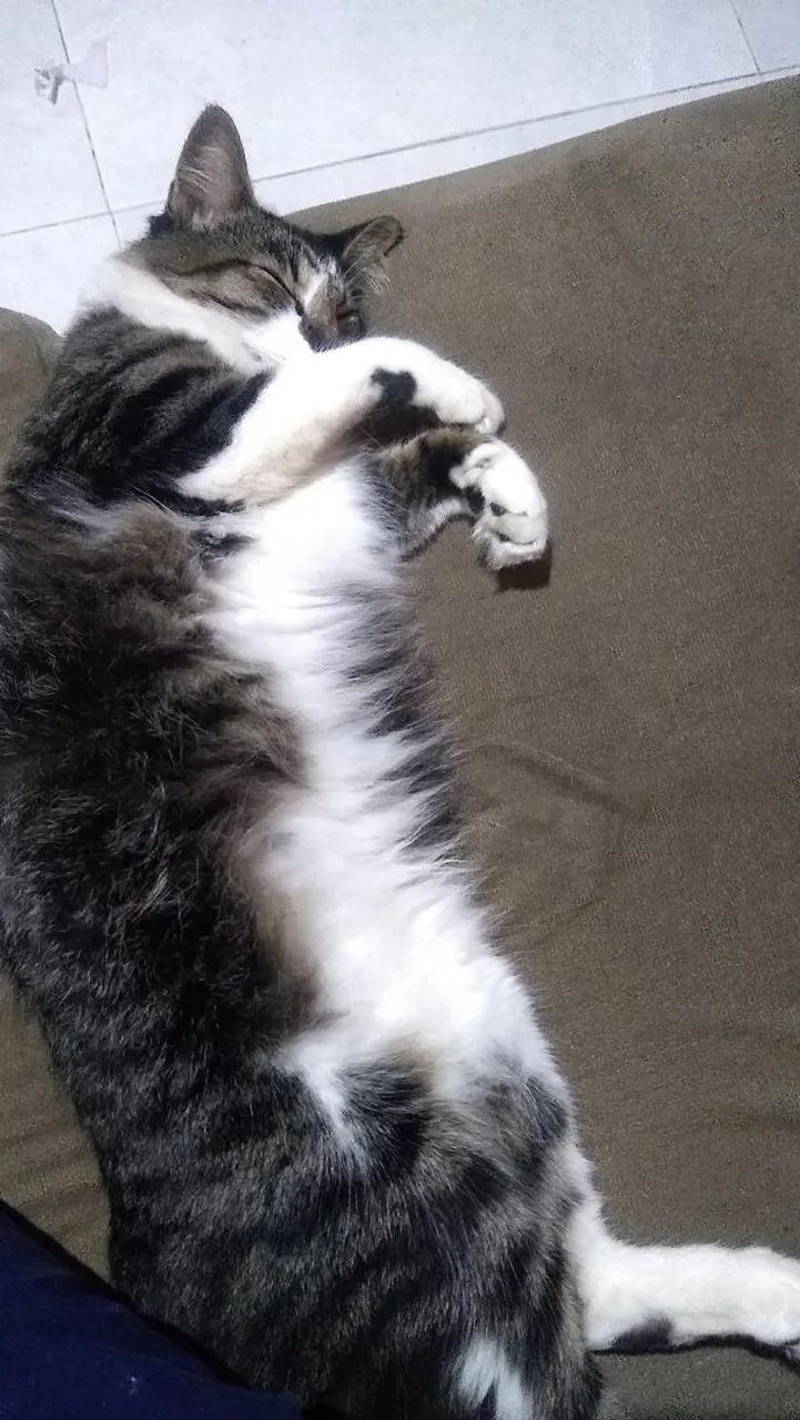 Gatas lindas para adoção