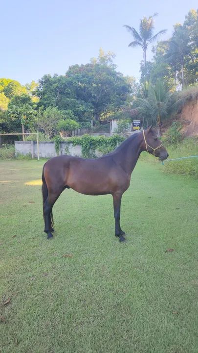 Potro Mangalarga Marchador filho do Comandante Elfar  - Foto 2